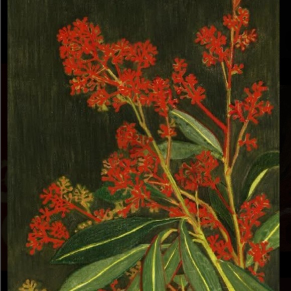 vtangelica